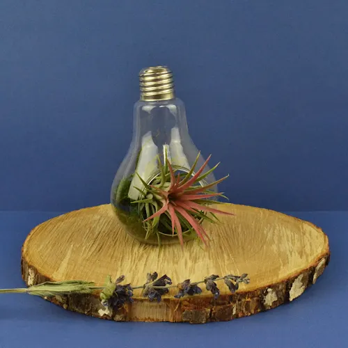 Ampoule tillandsia