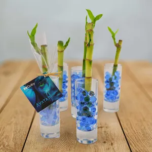 Bambou d'eau en vase