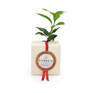 Cube Arbre Résineux