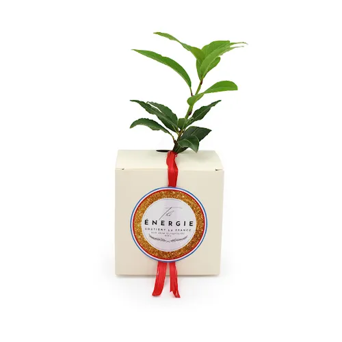 Cube Arbre Résineux