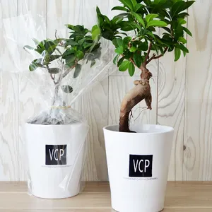 Ficus Ginseng pot Ø12cm