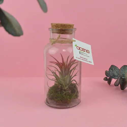 Flacon tillandsia - grand modèle