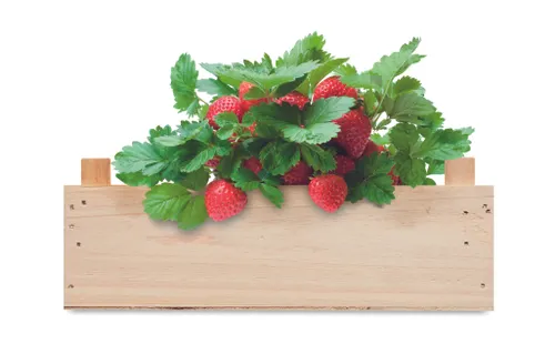 Graines de fraises dans une cai - Strawberry personnalisable