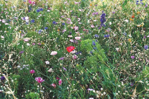 Graines de mélange de fleurs personnalisables - Seedlopebee