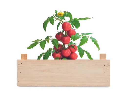 Graines de tomates publicitaires dans caissette - Tomato