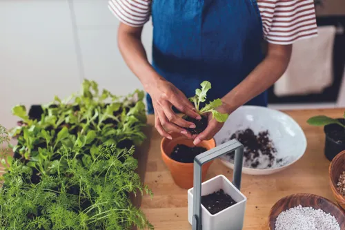 Jardin intérieur éclairage LED personnalisé - Lushlet