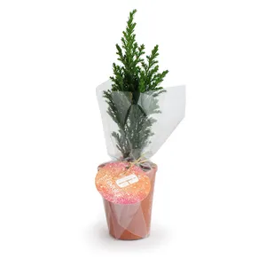 Mini Sapin pot terre cuite Ø7 cm