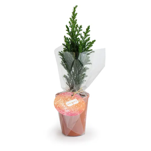 Mini Sapin pot terre cuite Ø7 cm