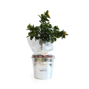 Oranger pot zinc Ø17cm