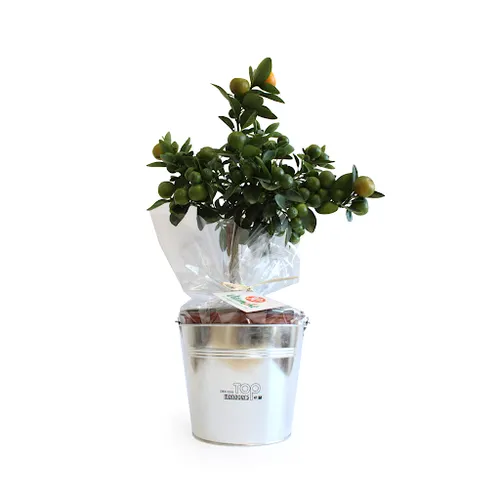 Oranger pot zinc Ø17cm