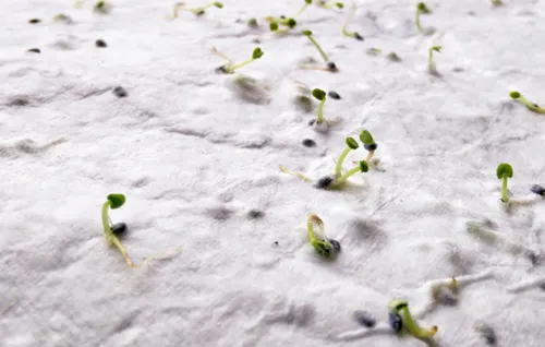 Papier A5 graines de fleurs personnalisé - Aside