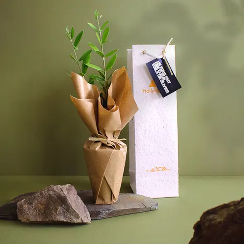 Plant d'arbre dans un sac papier graines - Résineux
