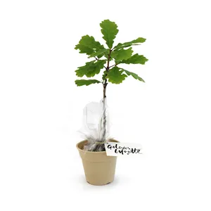 Plant d'arbre pot Bambou Ø10 cm - PRESTIGEs
