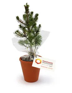 Plant d'arbre pot terre cuite Ø10 cm - Feuillus