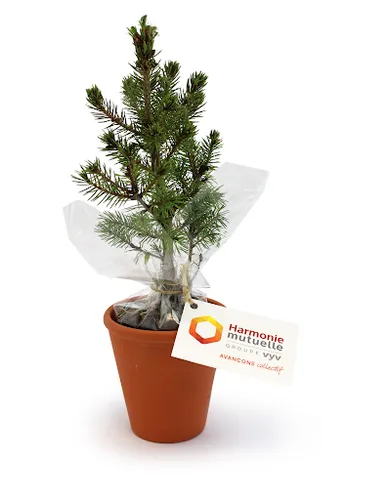 Plant d'arbre pot terre cuite Ø10 cm - PRESTIGEs