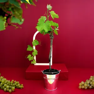 Plant d'arbre vigne