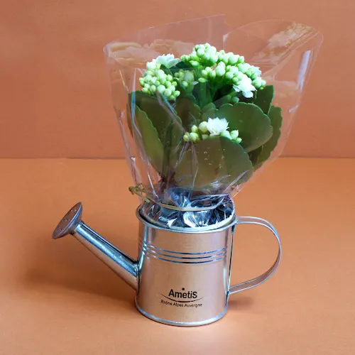 Plante fleurie pot zinc arrosoir