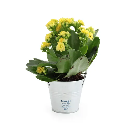 Plante fleurie pot zinc Ø7 cm