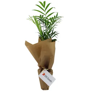 Plante pot cellulose