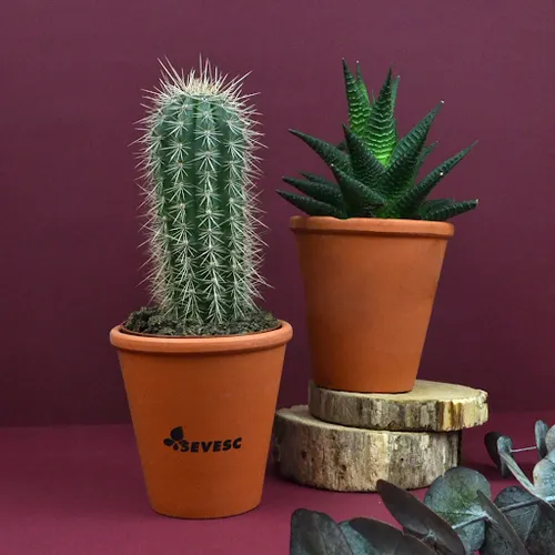 Plante pot terre cuite Ø10 cm