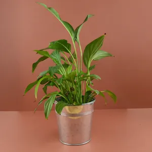 Plante pot zinc Ø15 cm