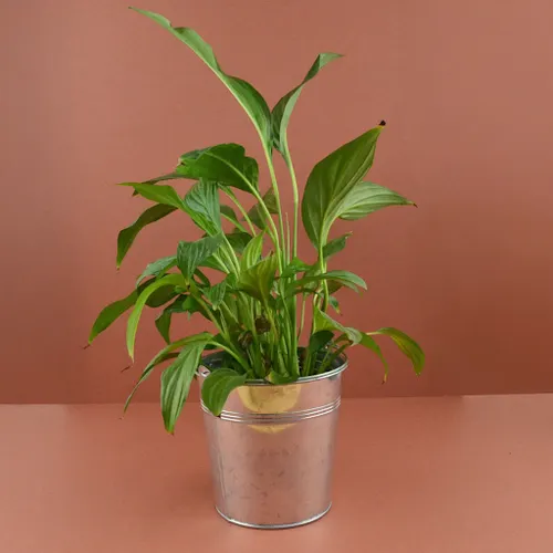 Plante pot zinc Ø15 cm