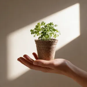 Pot de Fleur Ceres | Origan