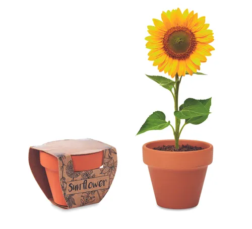 Pot graines de tournesol personnalisé - Sunflower