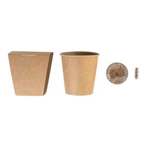 Set de culture pour sapin de Noël - MerryGrow