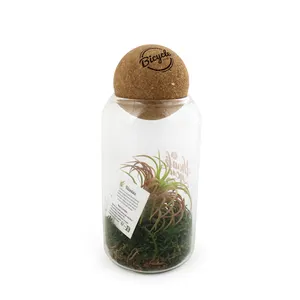 Terrarium boule liège Tillandsia