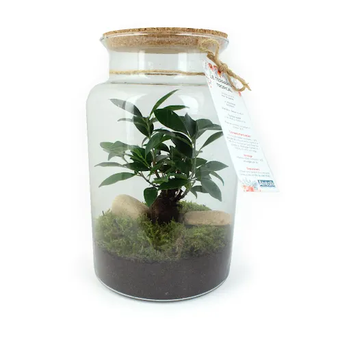 Terrarium grand modèle