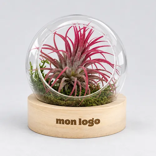 Tillandsia en terrarium socle bois
